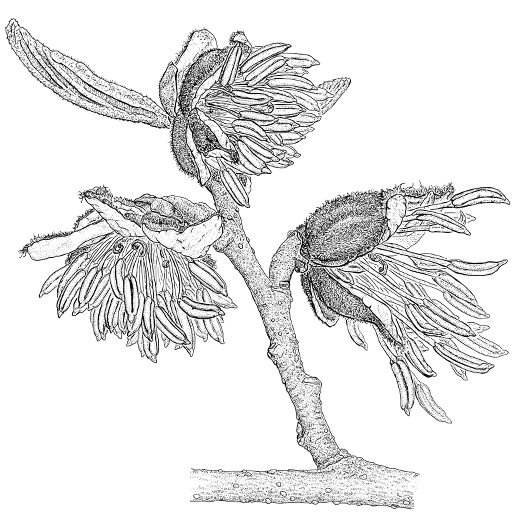 Parrotia persica Blüte